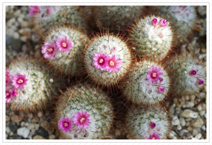 Baby Cactus Flowers, NYBG ©