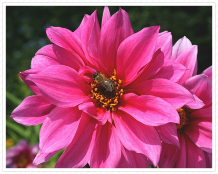 Bee in Dahlia, NYBG