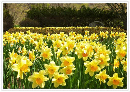 Daffodils, Skyland ©