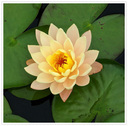 Apricot Water Lily, NYBG ©