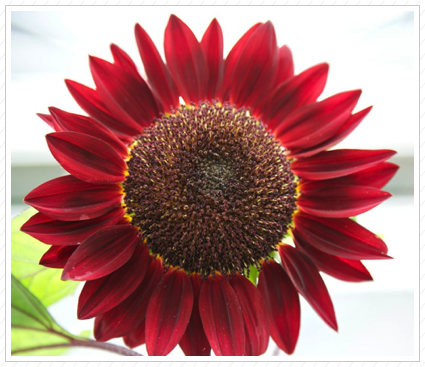 Red Sunflower, NYBG ©