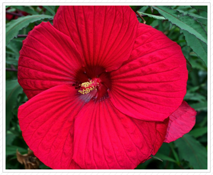 Red Hibiscus, NYBG ©