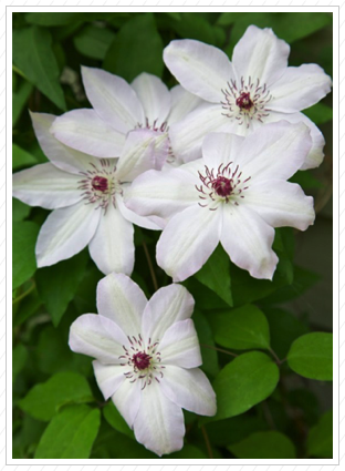Clematis, Claire View