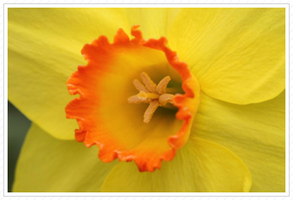 Daffodil, HHK