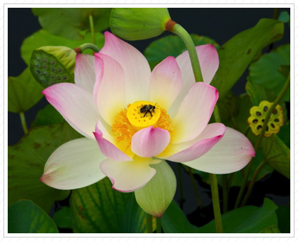 Bee on Lotus, NYBG ©