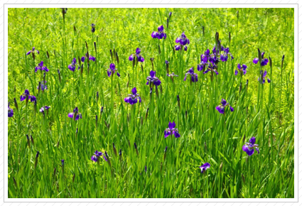 Field of Iris, Up Yonda ©