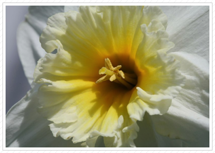 Daffodil, HHK