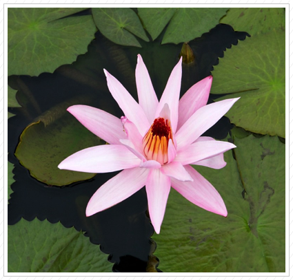 Pink Water Lily, NYBG ©