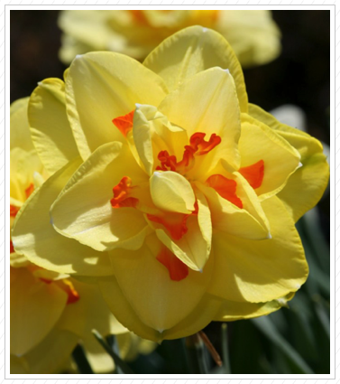 Daffodil, Skylands ©