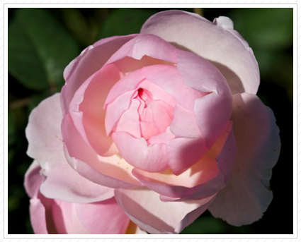 Pink Shrub Rose, NYBG ©