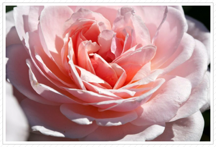 Pink Shrub Rose, NYBG ©