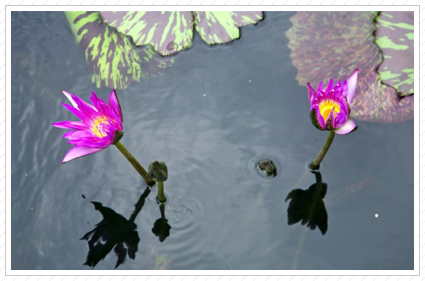 Purple Water Lilies, NYBG ©