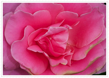 Pink Rose, NYBG