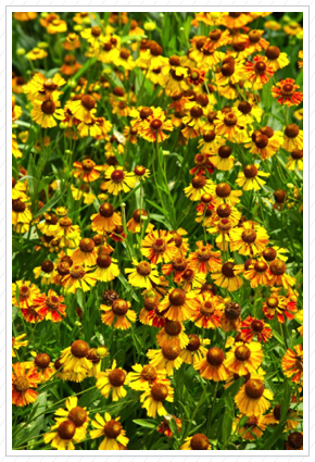 Yellow Daisies, NYBG ©