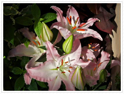 Star Gazer Lilies, Longwood Garadens ©