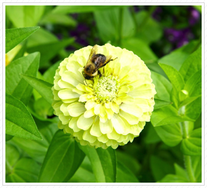 Bee on Zinnia, NYBG ©