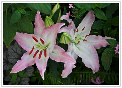 Star Gazer Lilies, Longwood Garden ©