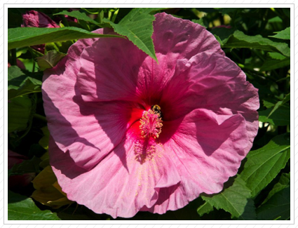 Bee on Pink Hibiscus, NYBG ©