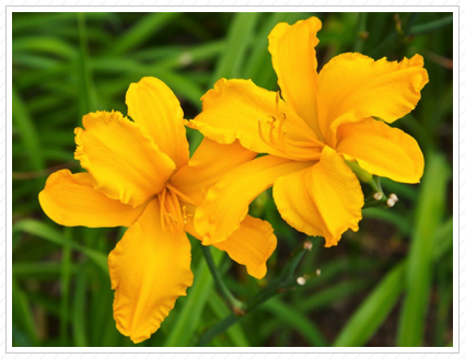 Yellow Lilies, NYBG ©