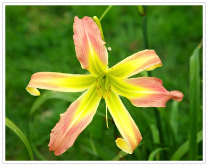 Pink & Yellow Lily, NYBG ©