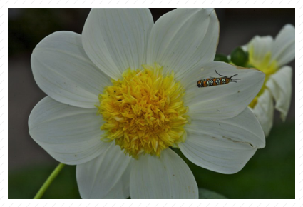 Bug on White Dahlia, NYBG©