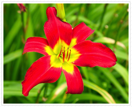Red Lily, NYBG ©