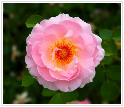 English Rose, NYBG ©
