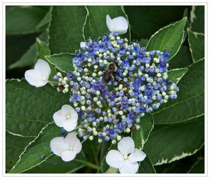 Bee in Blue Hydrenga, NYBG ©