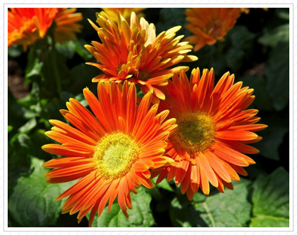 Orange Daisy, Longwood Garden ©