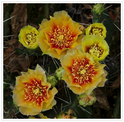 Yellow Cactus Flowers, Longwood Garden ©