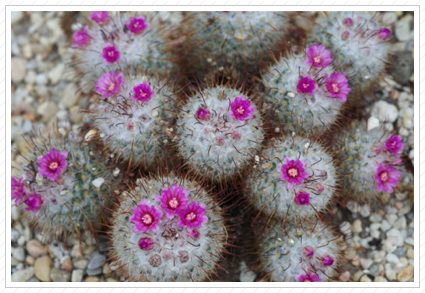 Cactus Flowers, NYBG