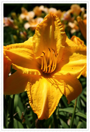 Day Lily ©