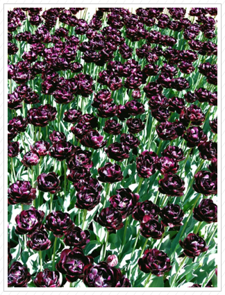  Purple Tulips