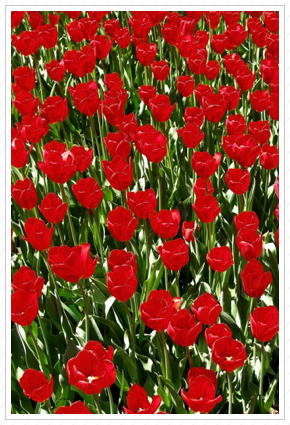 Tulips, NYBG copy