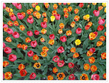 Mixed Tulips ©