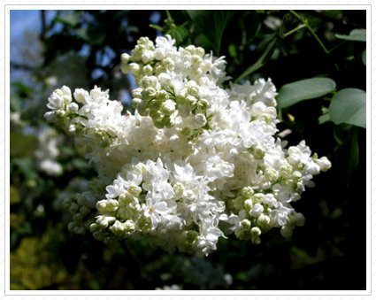 White Lilac, Skylanads