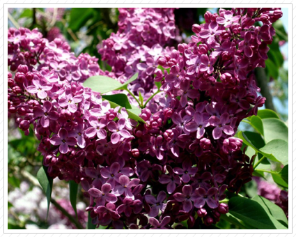 Purple Lilacs, Skylands
