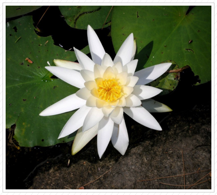 Water Lily, Beaver Pond