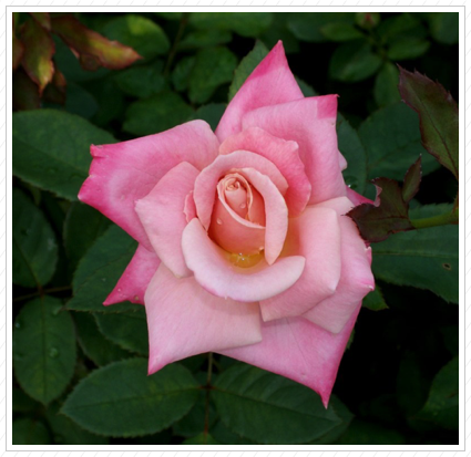 Peace Rose, NYBG ©