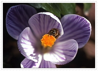 Bee in Crocus, Hillsdale