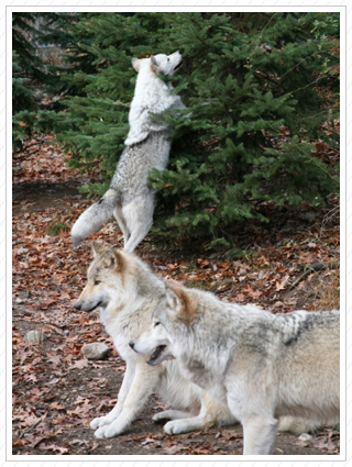 Tree Climbing Wolf