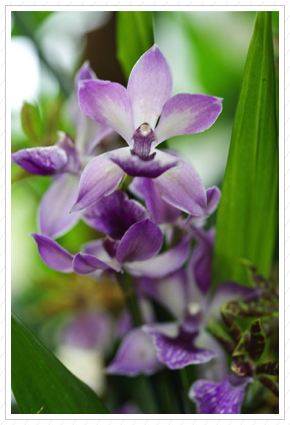 Purple Orchid, NYBG©