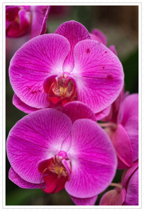 Pink Orchid, NYBG ©