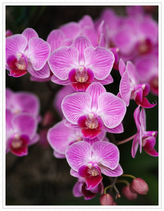 Pink Orchid, NYBG  © 