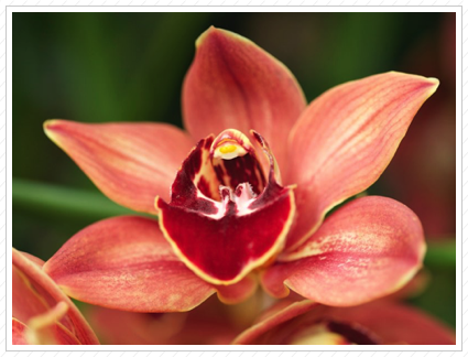 Orange Orchid, NYBG ©