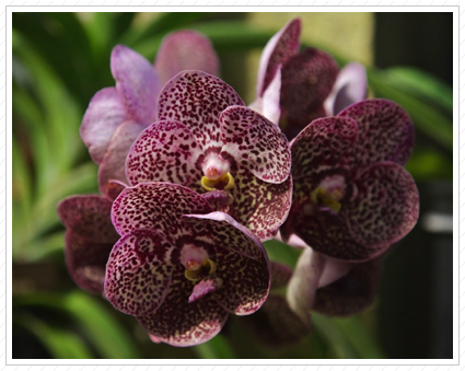 Purple Orchid, Longwood Garden ©
