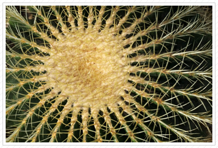 Barrel Cactus, NYBG ©
