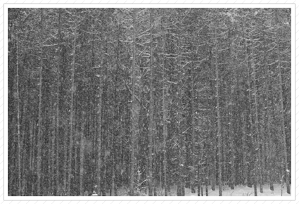 Pines in the Snow II © 