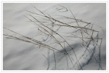 Grass in Snow I