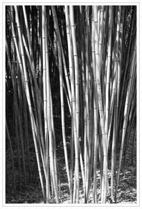 Bamboo, Grounds for Sculpture ©